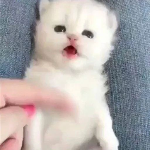 Стикер gatti fráncour :: @fStikBot - 0