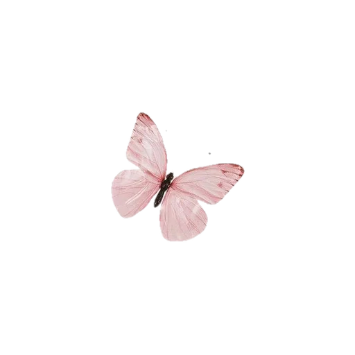 moths and butterflies flower animal