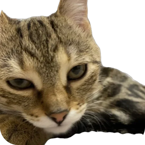 Стикер freja29 - 1