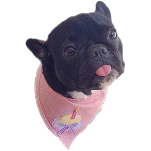 Frenchie Sticker Pack - 