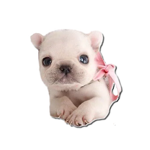 Sticker frenchiepack - 1