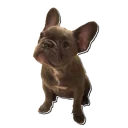Sticker Frenchie Sticker Pack - 3