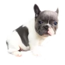 Sticker Frenchie Sticker Pack - 6
