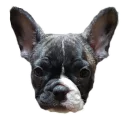 Sticker Frenchie Sticker Pack - 8