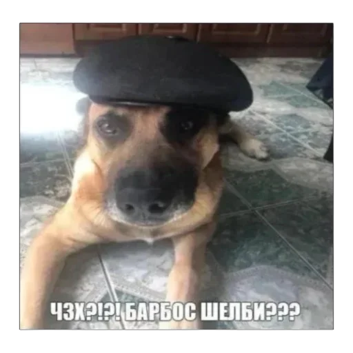 dog breed dog mammal