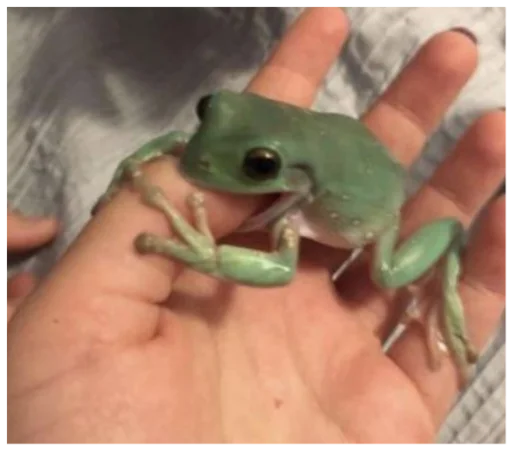 Стикер frog23 - 1