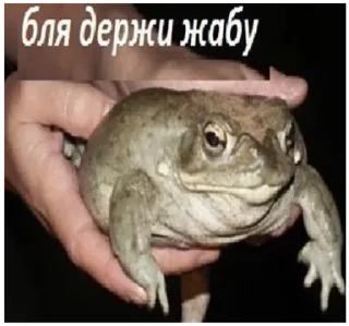 Стикер жабы - 9