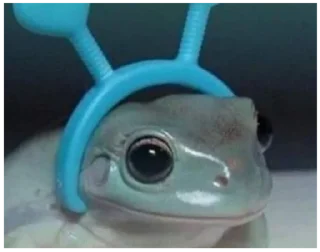 Стикер жабы - 5