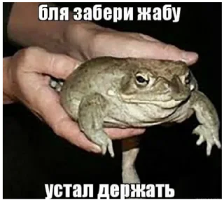 Стикер жабы - 4