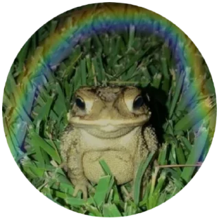 Стикер жабы - 1