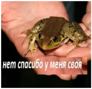 Стикер жабы - 10