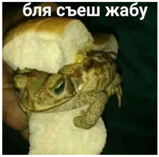 Стикер жабы - 2