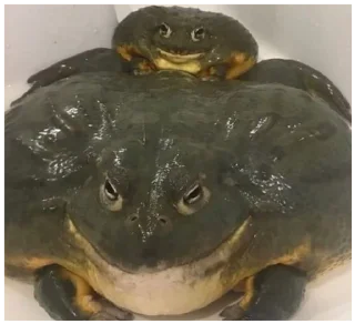 Стикер жабы - 3