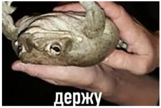 Стикер жабы - 8