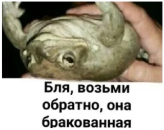 Стикер жабы - 11