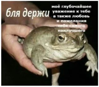 Стикер жабы - 6