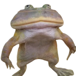 Sticker frogs by @normtips @normsticks - 1