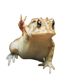 Sticker frogs by @normtips @normsticks - 6