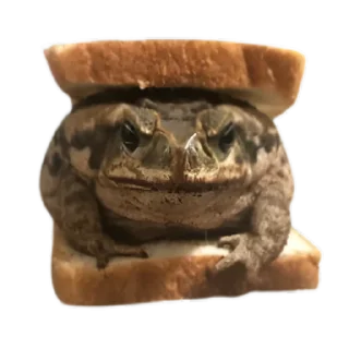 Sticker frogs by @normtips @normsticks - 9