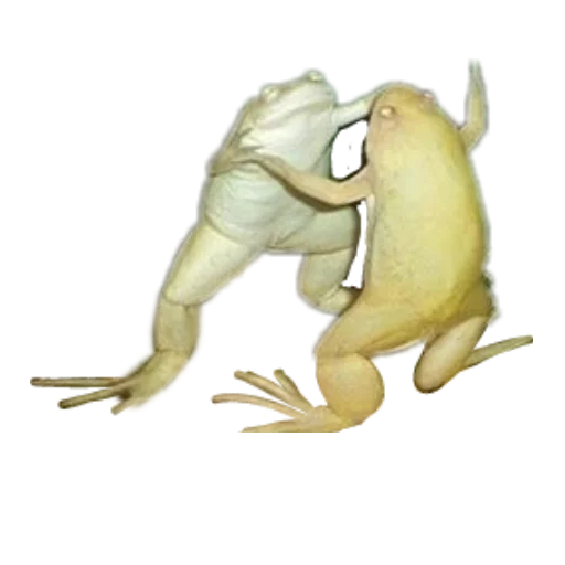 Sticker froghiiies - 1