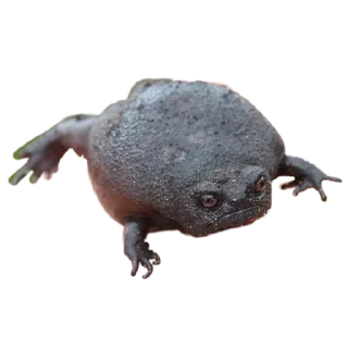 Стикер жабенятки - 7