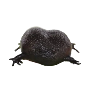 Стикер жабенятки - 11