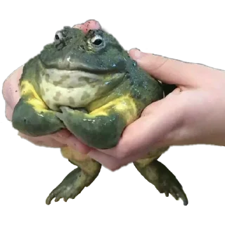 Стикер жабенятки - 9