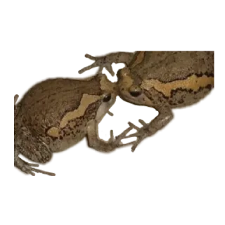 Стикер жабенятки - 2