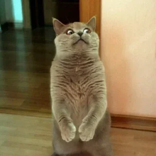 Стикер Больше стикеров 👉🏻 @stickertg4 - 5