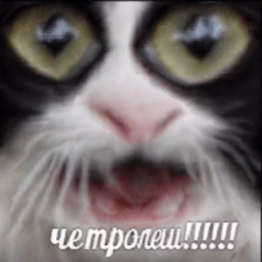 животное млекопитающее кошка