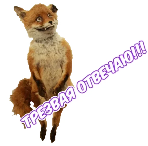 animal mammal fox