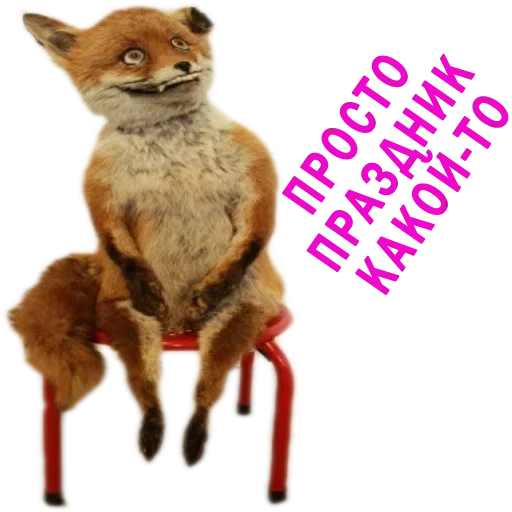 mammal animal fox