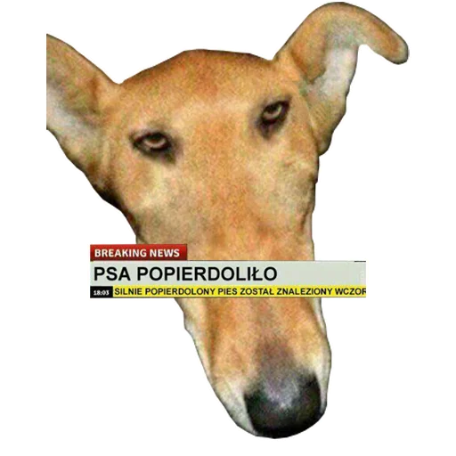 СМС млекопитающее животное