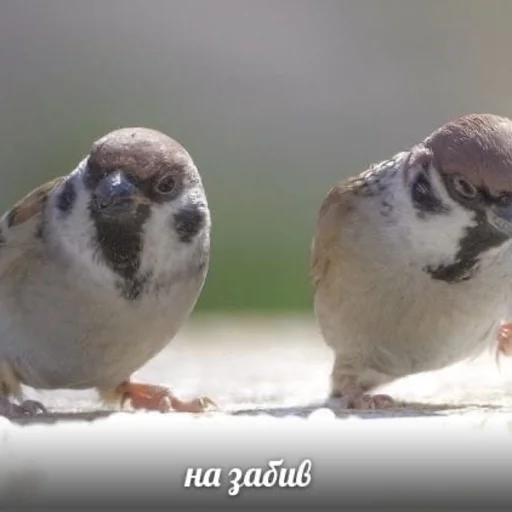 bird sparrow animal