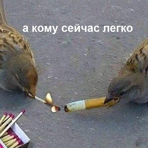 animal ground outdoor