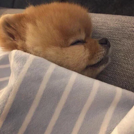 Стикер fucurdaddy - 1