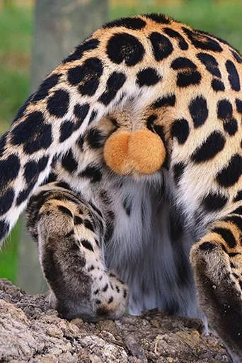 Sticker fucurdaddy - 1