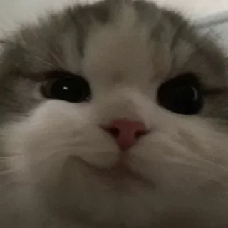 Sticker bublepack - 11