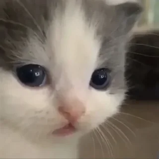 Sticker bublepack - 7