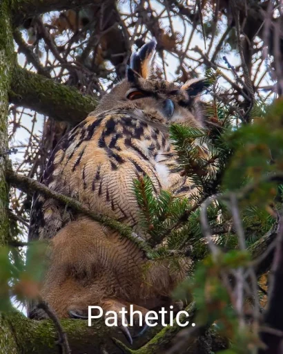 животное птица хищная птица