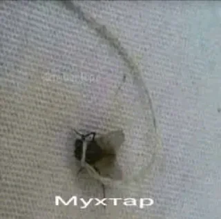 Sticker жоско порно с горилами😈😈 - 2