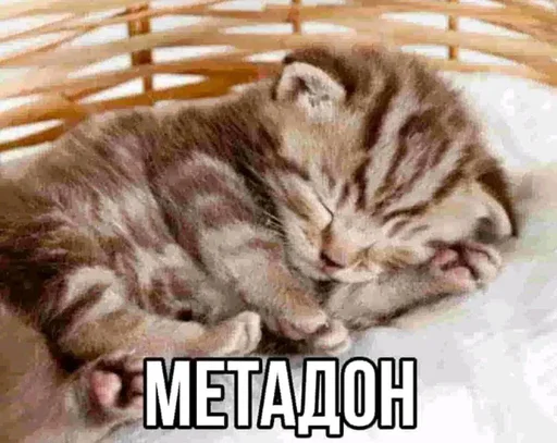 Стикер fullcheeseman - 1