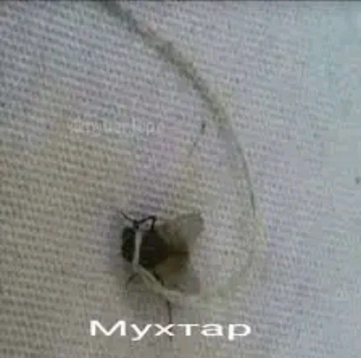 Стикер fullcheeseman - 1