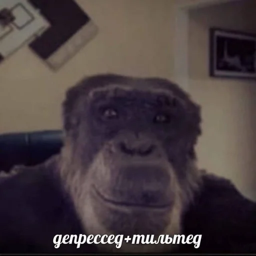 animal mammal primate