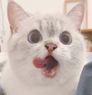 Стикер funny kitten :) - 1