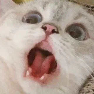 Стикер funny kitten :) - 4