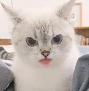 Стикер funny kitten :) - 2