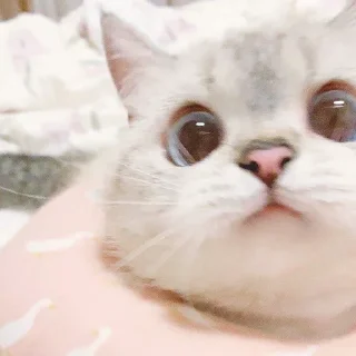 Стикер funny kitten :) - 0