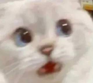 Стикер funny kitten :) - 7