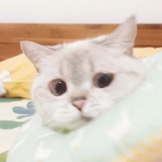 Стикер funny kitten :) - 8